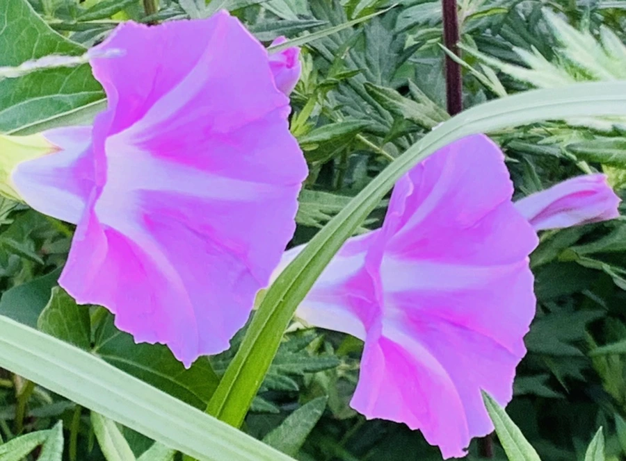 IMG_5979.jpg?type=w966