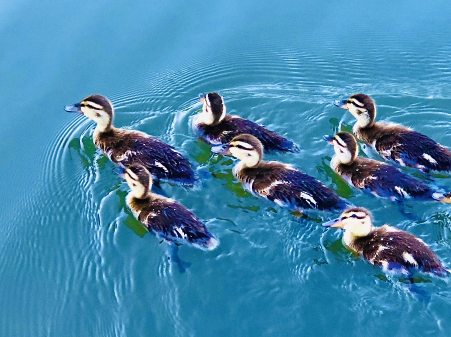 IMG_2698.jpg?type=w966