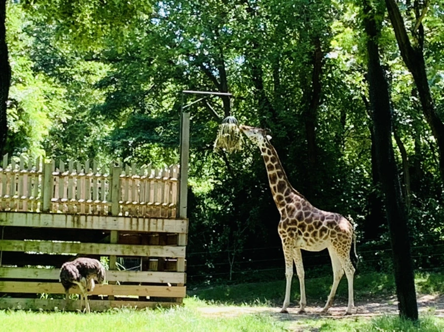 IMG_4227.jpg?type=w966