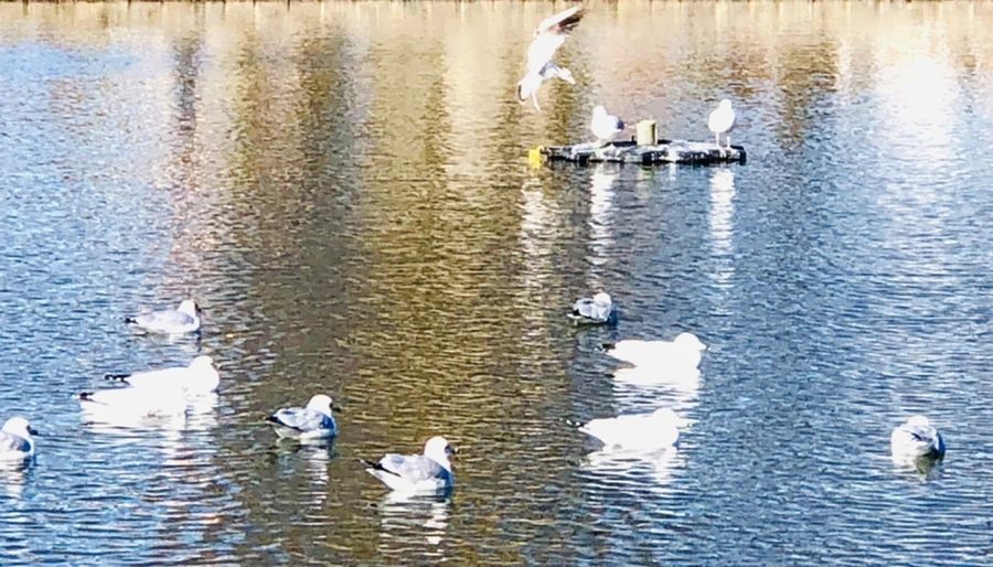 IMG_9728.jpg?type=w966