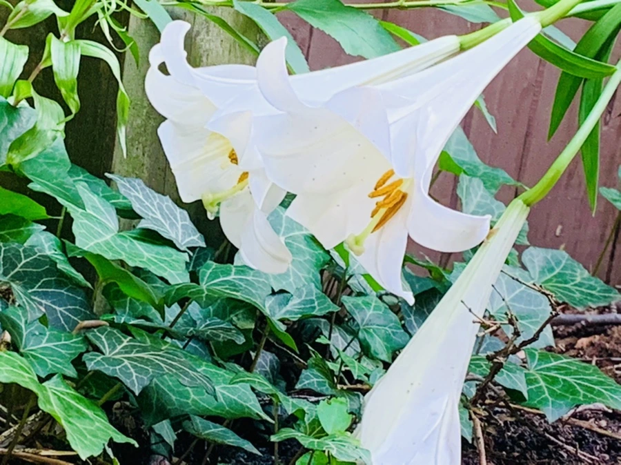 IMG_1019.jpg?type=w966