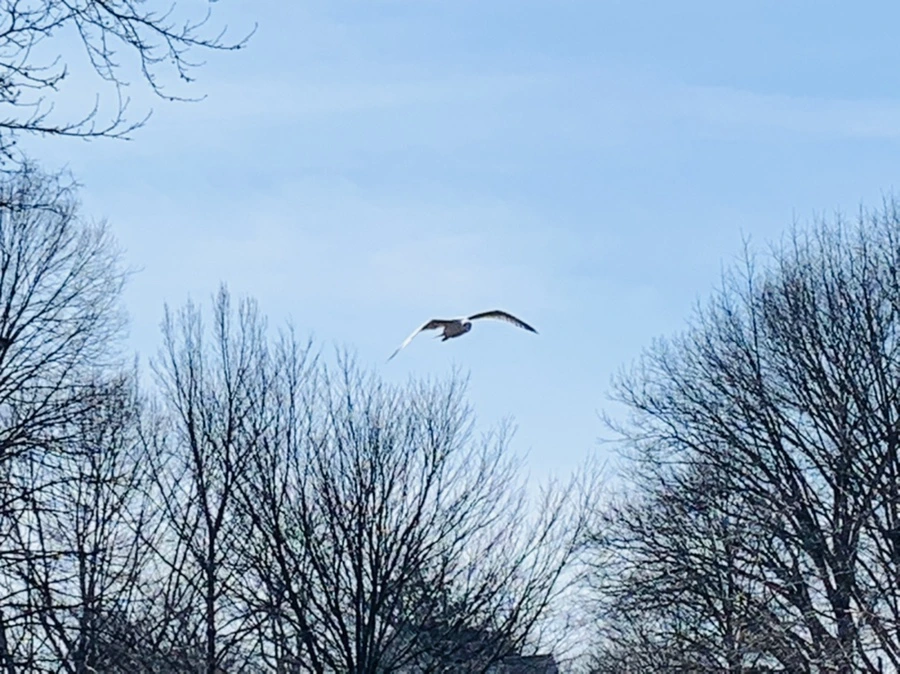 IMG_9350.jpg?type=w966