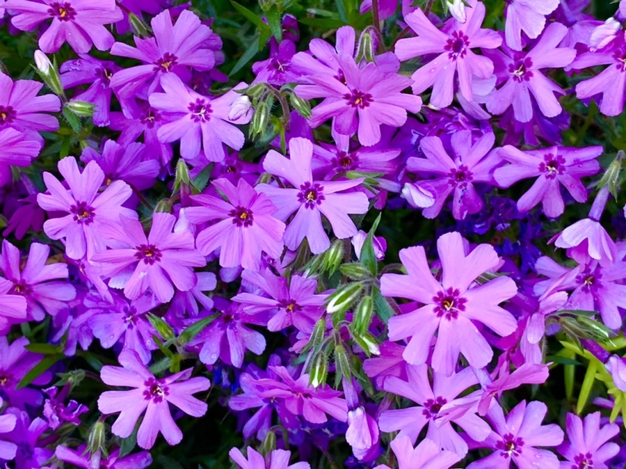 IMG_2006.jpg?type=w966