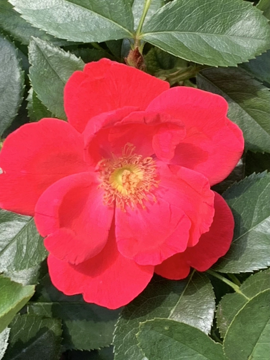 IMG_5437.jpg?type=w966