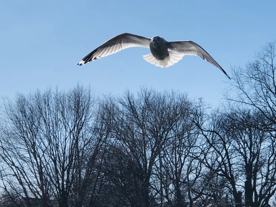 IMG_7986.jpg?type=w966