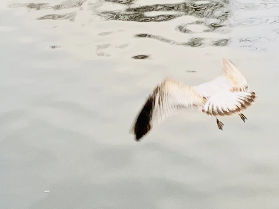 IMG_1749.jpg?type=w966