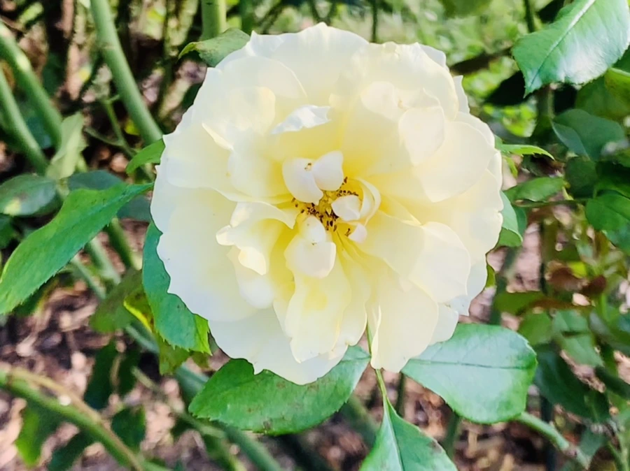 IMG_1204.jpg?type=w966