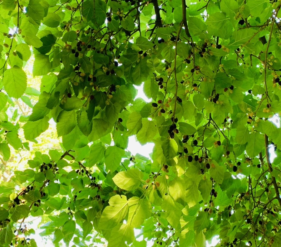 IMG_3049.jpg?type=w966