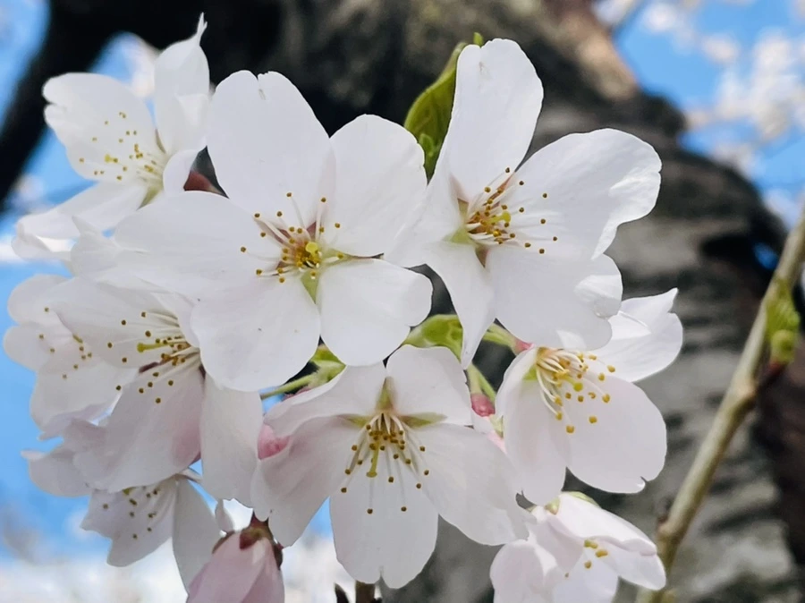 IMG_9323.jpg?type=w966