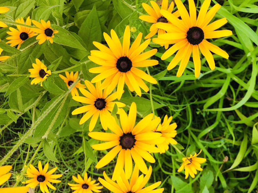 IMG_4462.jpg?type=w966