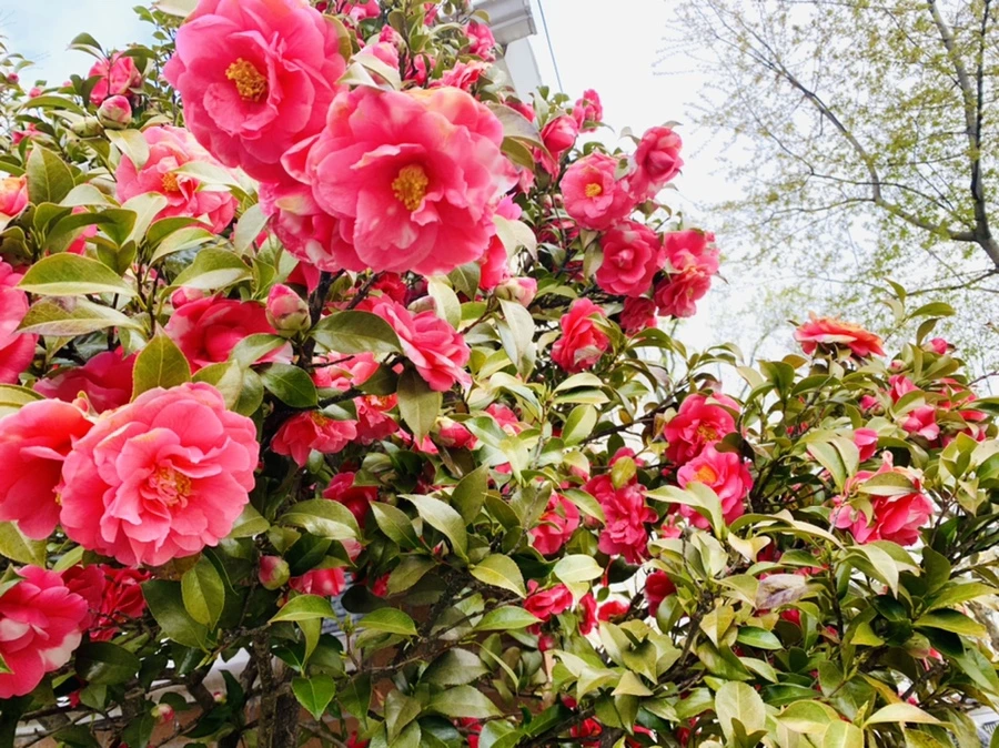 IMG_2912.jpg?type=w966