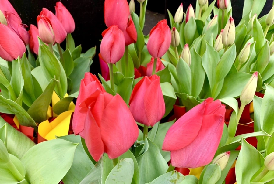 IMG_1728.jpg?type=w966