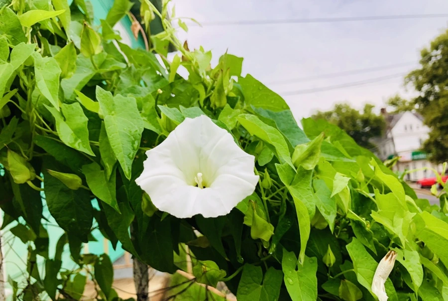 IMG_4317.jpg?type=w966