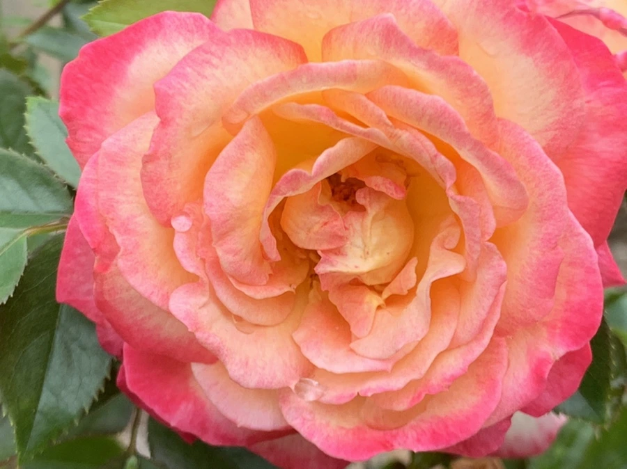 IMG_6956.jpg?type=w966