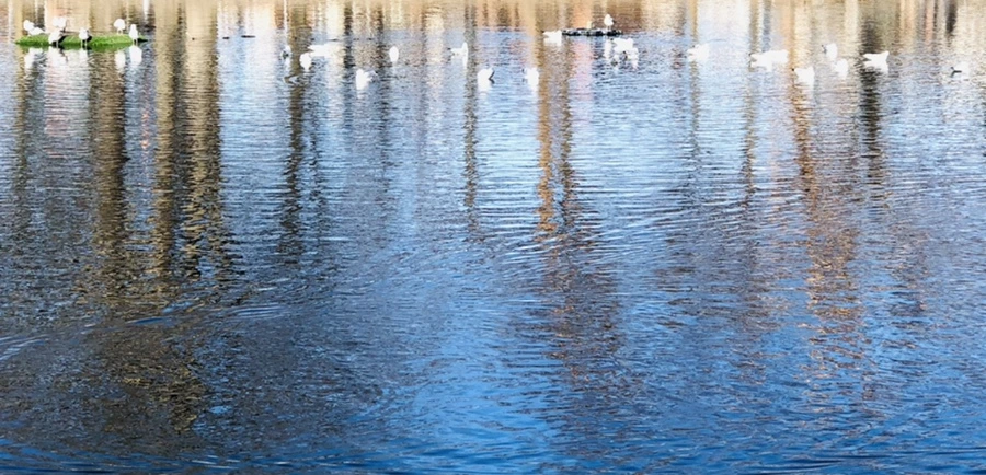 IMG_9743.jpg?type=w966