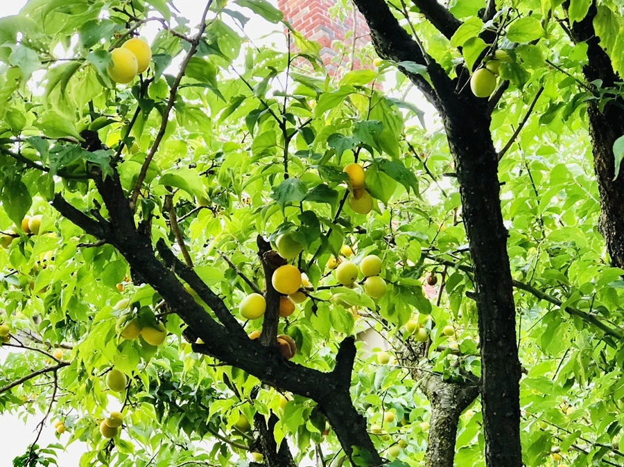 IMG_1206.jpg?type=w966