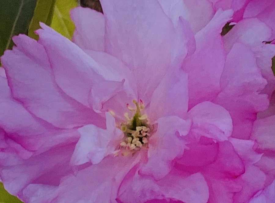 IMG_7361.jpg?type=w966