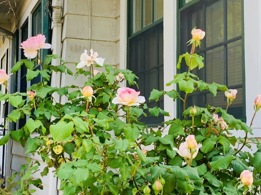 IMG_4113.jpg?type=w966