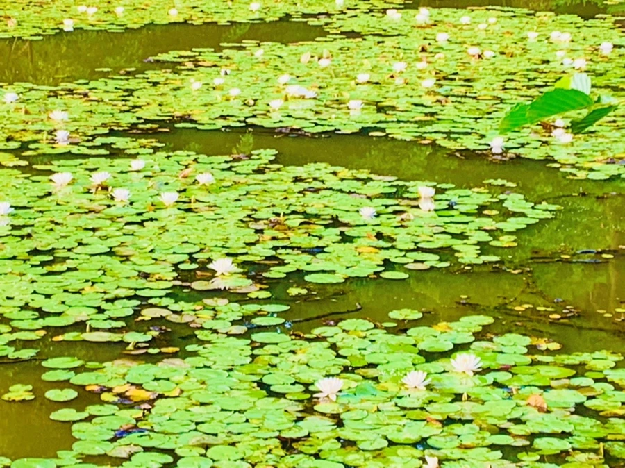 IMG_1550.jpg?type=w966