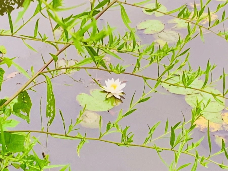 IMG_6206.jpg?type=w966