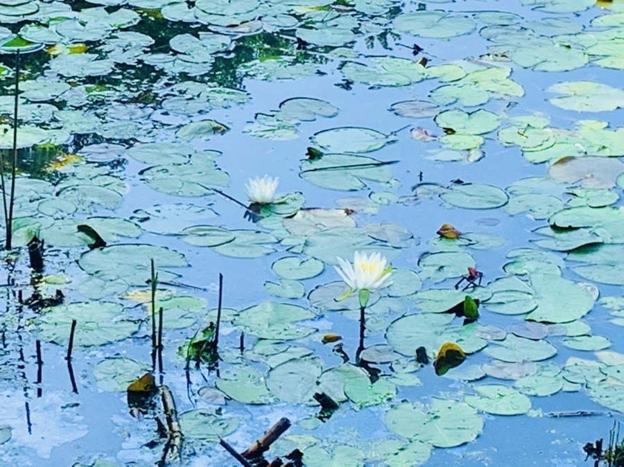 IMG_1260.jpg?type=w966