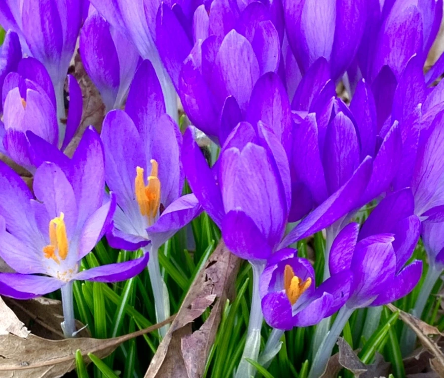 IMG_1228.jpg?type=w966