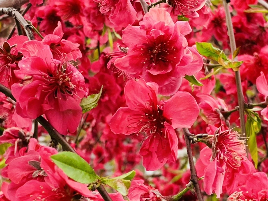 IMG_7990.jpg?type=w966