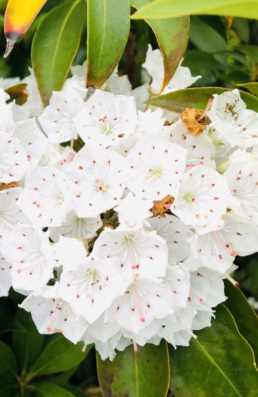 IMG_8808.jpg?type=w966