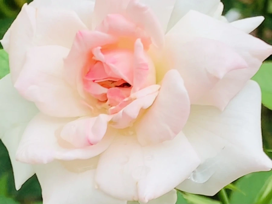 IMG_6967.jpg?type=w966