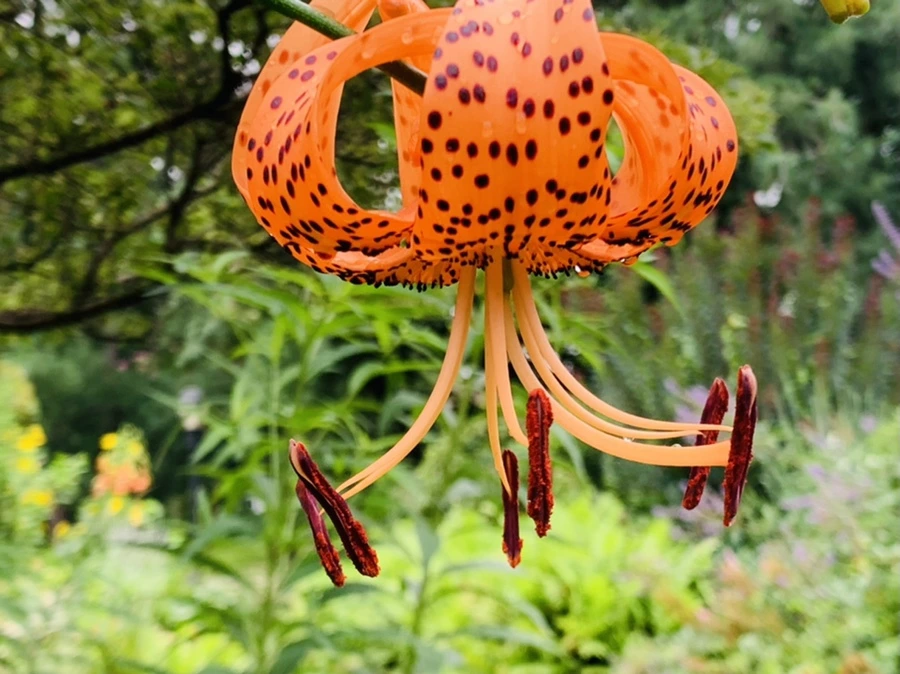 IMG_1106.jpg?type=w966