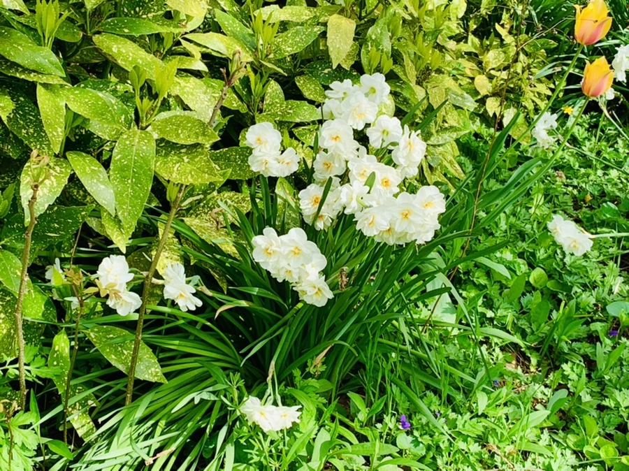 IMG_7017.jpg?type=w966