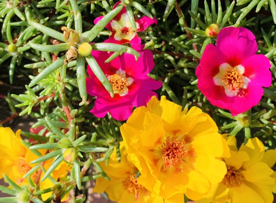 IMG_6687.jpg?type=w966