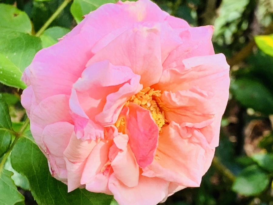 IMG_0552.jpg?type=w966