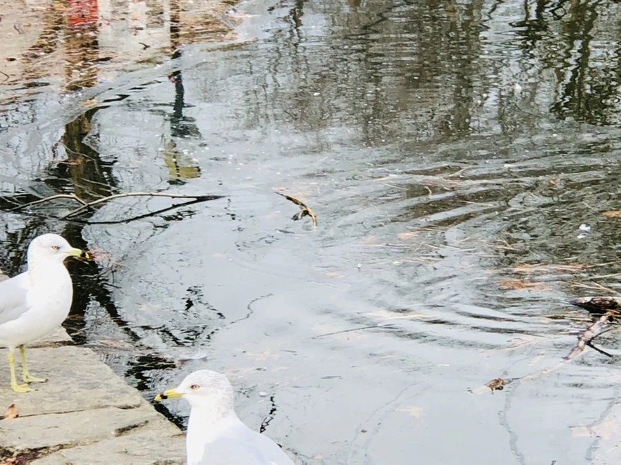 IMG_0006.jpg?type=w966