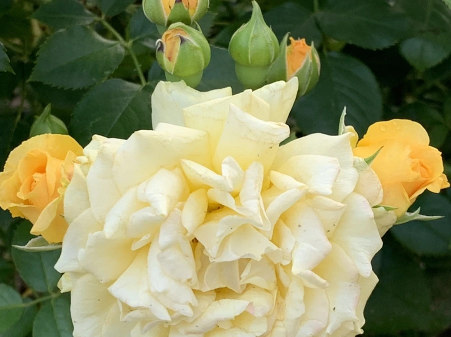 IMG_2944.jpg?type=w966