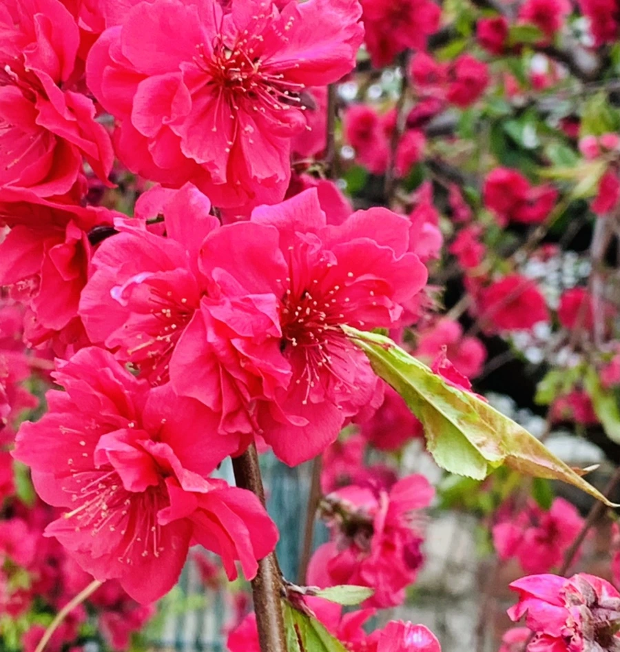 IMG_8035.jpg?type=w966