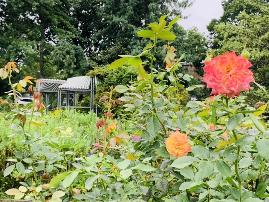 IMG_6906.jpg?type=w966