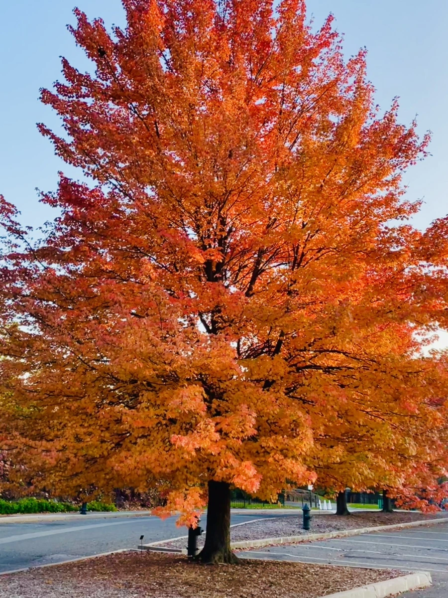 IMG_1944.jpg?type=w966