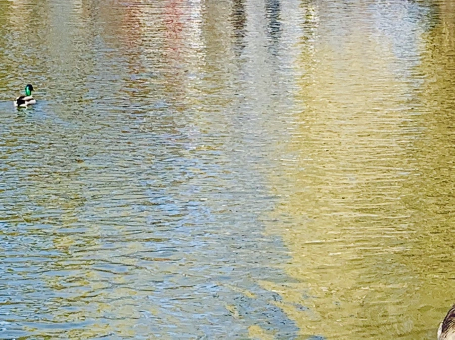 IMG_3077.jpg?type=w966