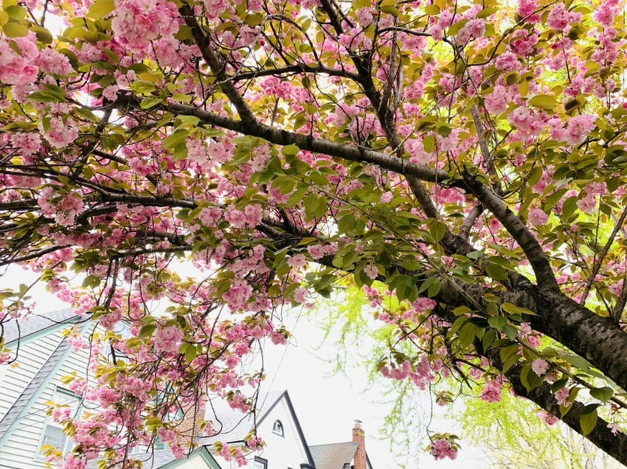 IMG_6104.jpg?type=w966