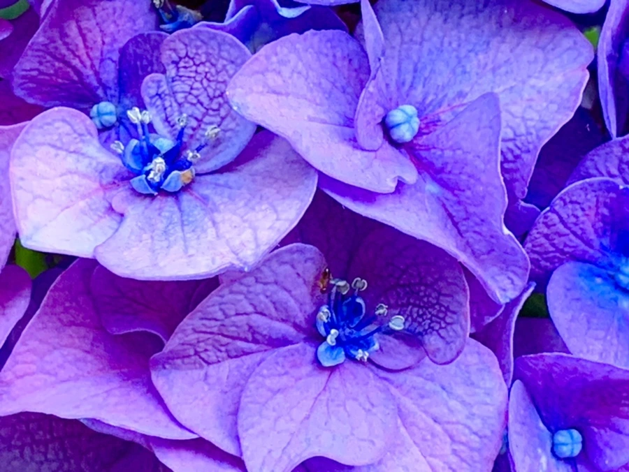 IMG_8768.jpg?type=w966