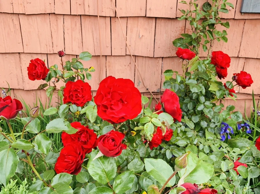 IMG_4747.jpg?type=w966