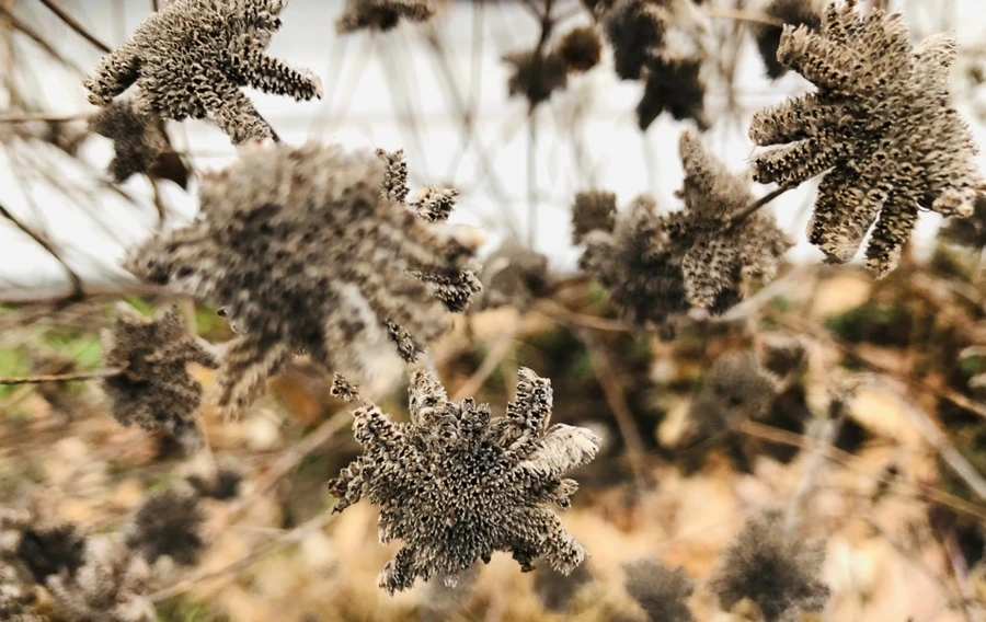 IMG_9347.jpg?type=w966