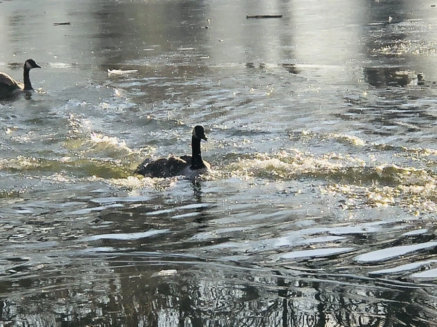 IMG_2825.jpg?type=w966