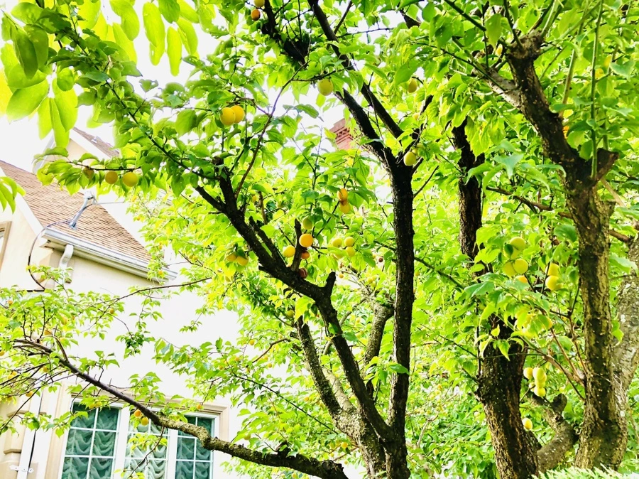 IMG_1367.jpg?type=w966