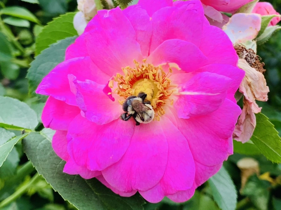 IMG_5020.jpg?type=w966