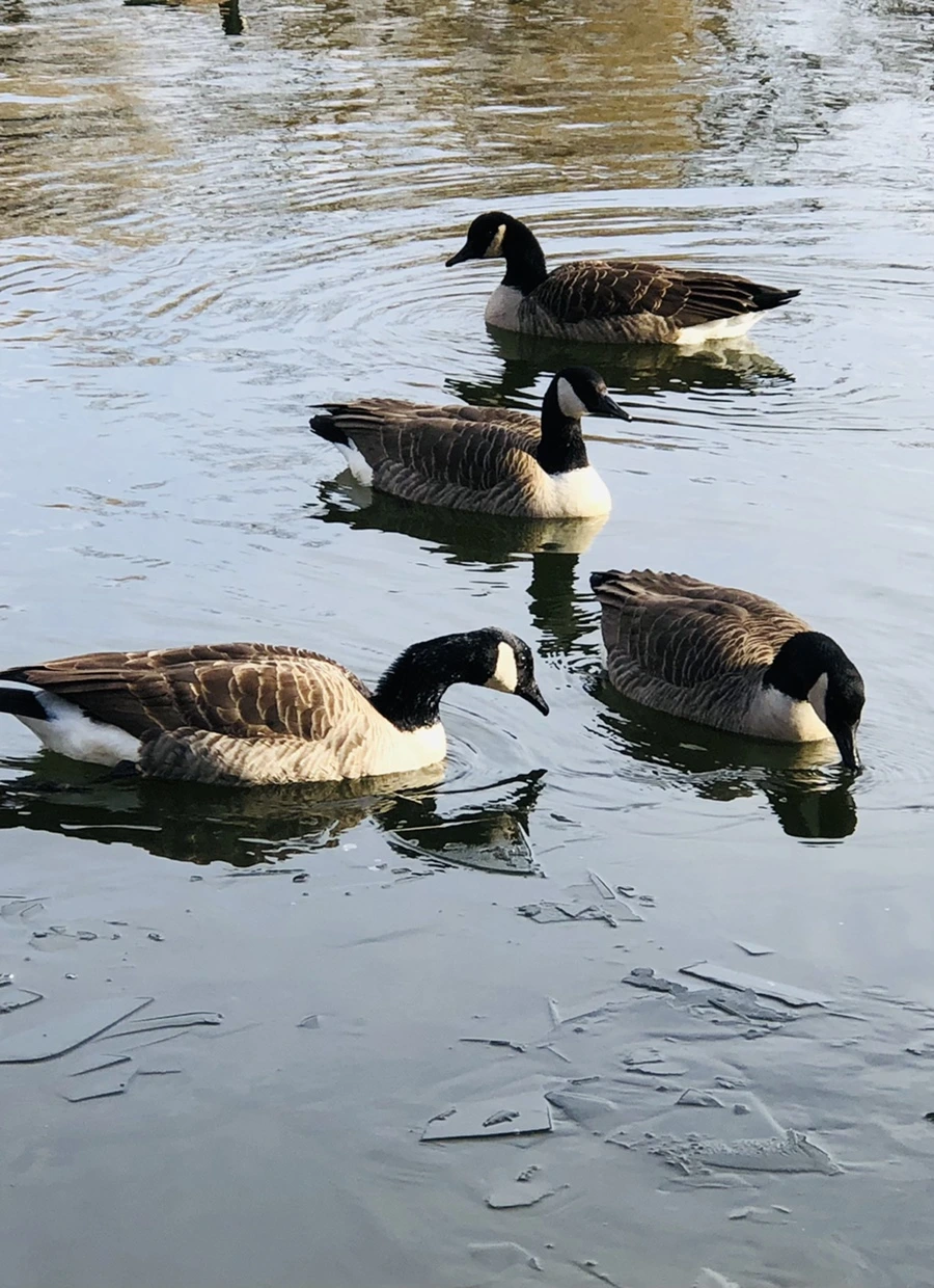 IMG_8469.jpg?type=w966