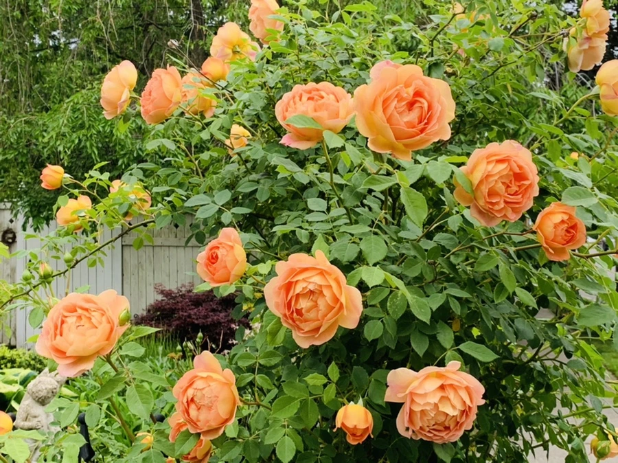 IMG_5286.jpg?type=w966