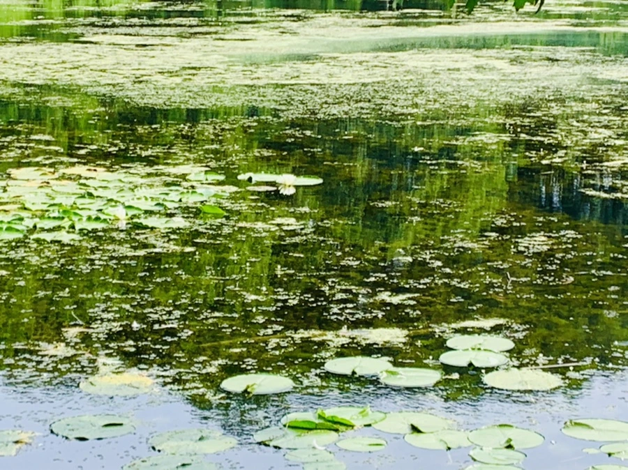 IMG_1229.jpg?type=w966