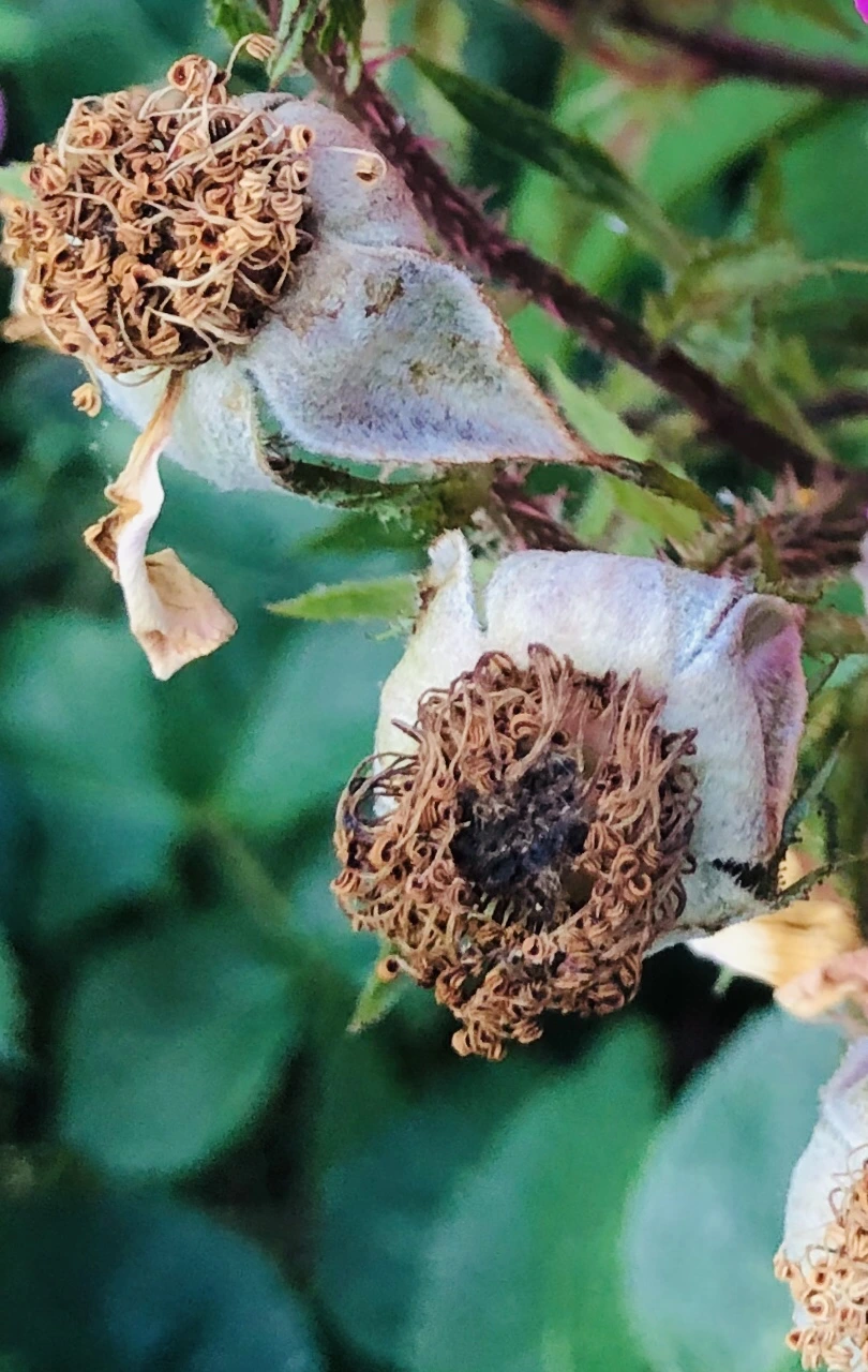 IMG_9638.jpg?type=w966